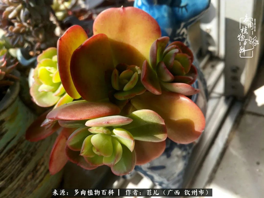 多肉相伴的感悟,与多肉为伴的时光真的很美好