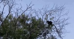 能不能养宠物鼠狗兔猫,能不能养宠物鼠猫狗呢