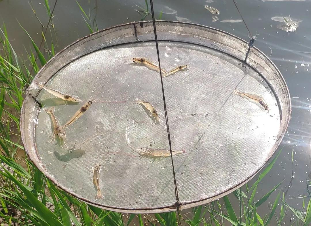 2019南美白对虾养殖形势,2021南美白对虾病害