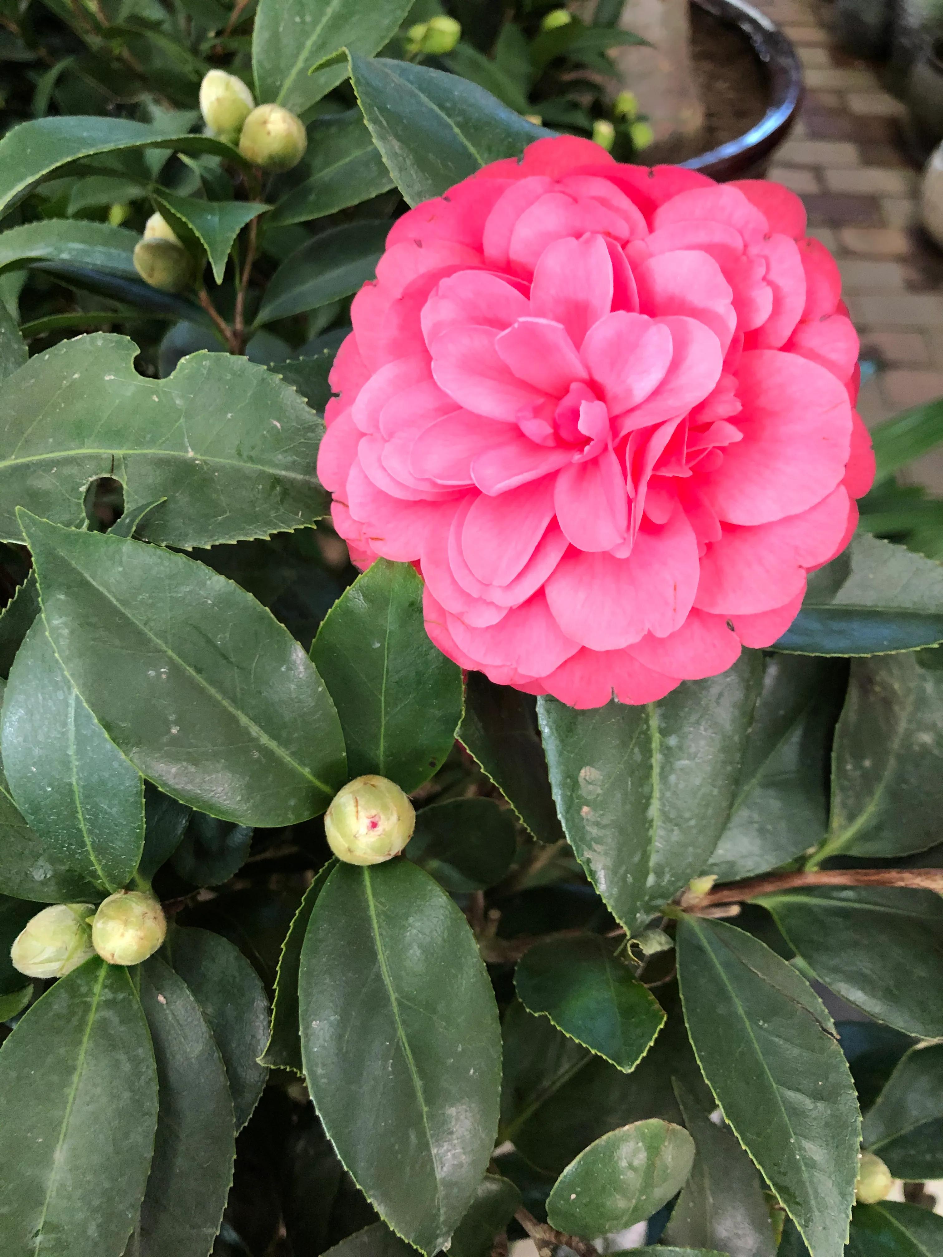 平顶山河滨公园旅游攻略,平顶山森林公园游记