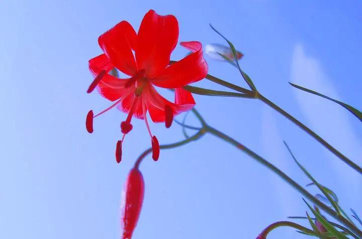 西山草木祭坛——为私采滥挖中疯遭破坏的植被而设