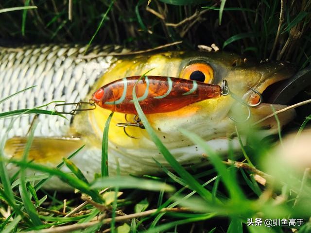 路亚赤眼鳟攻略,赤眼鳟路亚操作手法