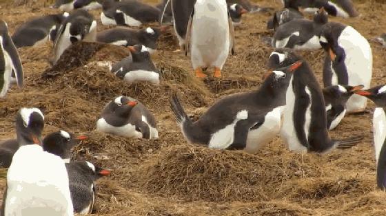 企鹅到底算不算鹅呢,企鹅是一群好的鹅吗