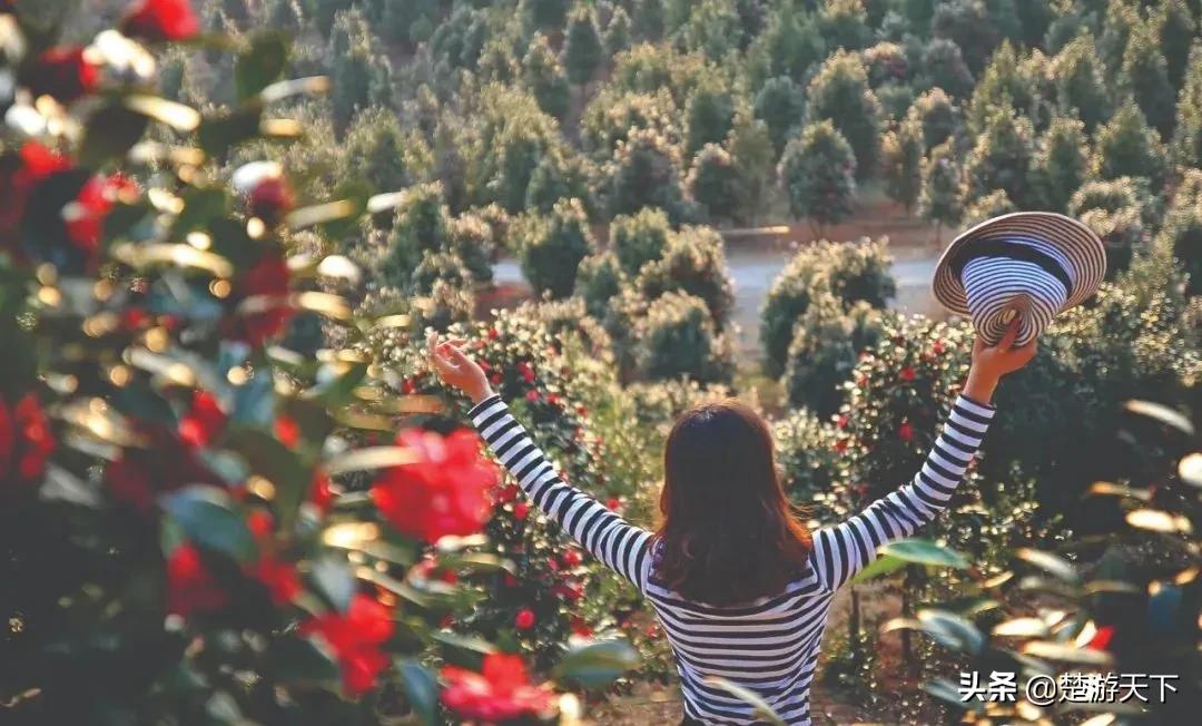 茶花盛开的地方有哪些,湖北有茶花吗
