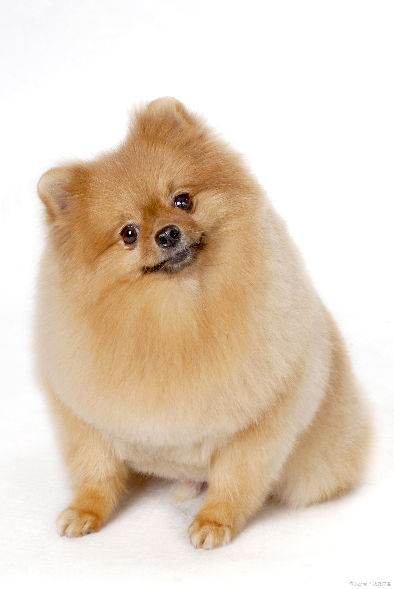 博美狗狗两个月都不吃狗粮怎么办,博美狗最近不怎么吃狗粮