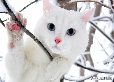 “你根本不爱猫，你就是馋它的身子！”