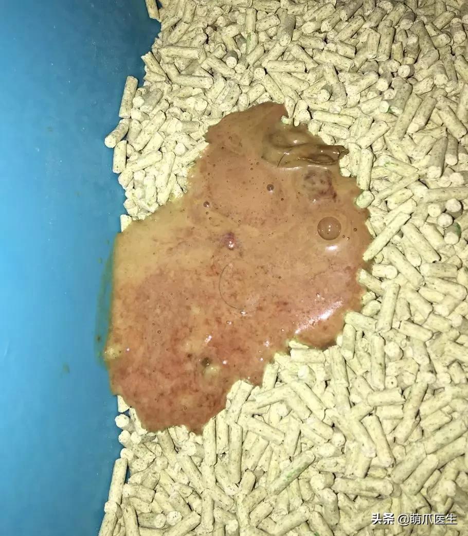 猫咪软便和拉稀的区别是什么,猫咪软便拉稀是如何处理