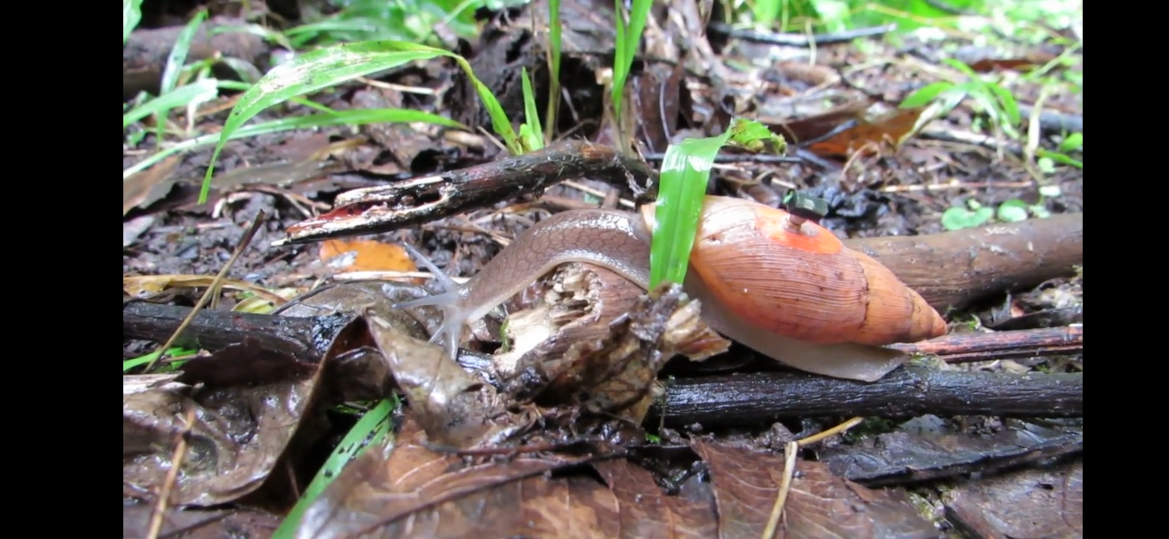 世界最小的微型脑,揭开蜗牛躲过“大*杀屠**”的可能原因