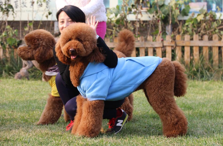 巨型贵宾犬好养吗,巨型贵宾犬多少钱一只灰色的卷毛