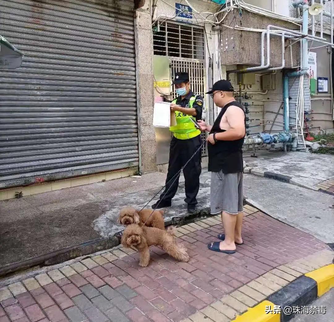 铲屎官文明养犬这些规定要牢记,各地限养犬
