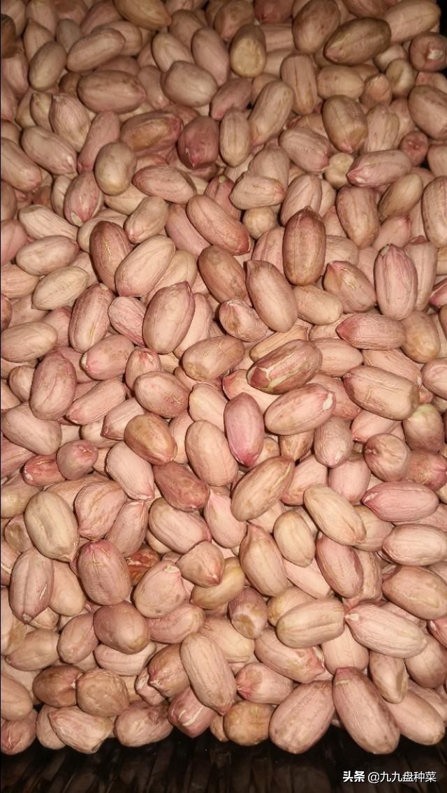 水培花生芽的销路,想学水培花生芽