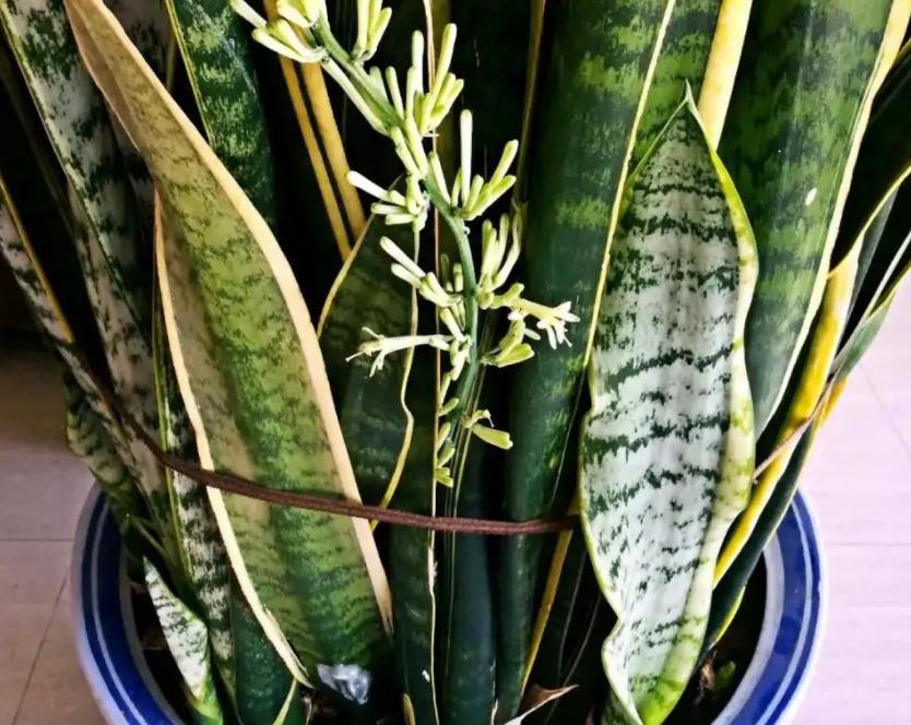 虎皮兰老是发侧芽怎么办,虎皮兰发的侧芽怎么办