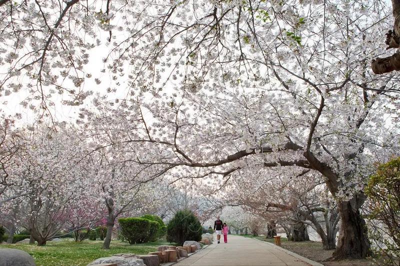 几月赏樱花最好,最美赏樱攻略大全