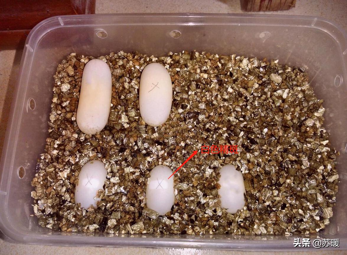 养龟小技巧巴西龟,新手养巴西龟最简单的方法