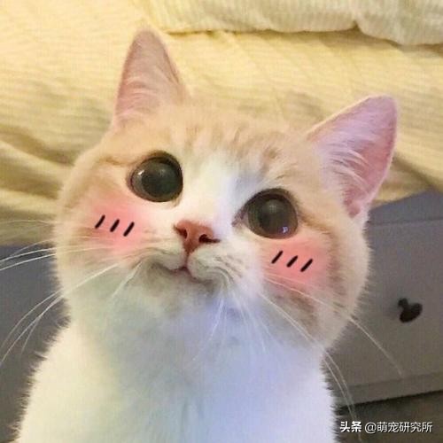 猫咪意外坠楼死了灵魂在家吗,猫死在窗户下好不好