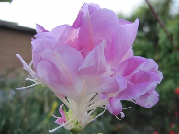 牵牛花到处都可以肆无忌惮的生长,不常见的品种,美出天际!