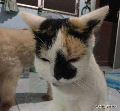 猫咪被蜜蜂蜇自己抓破了,猫咪被蜜蜂蛰了找不到刺