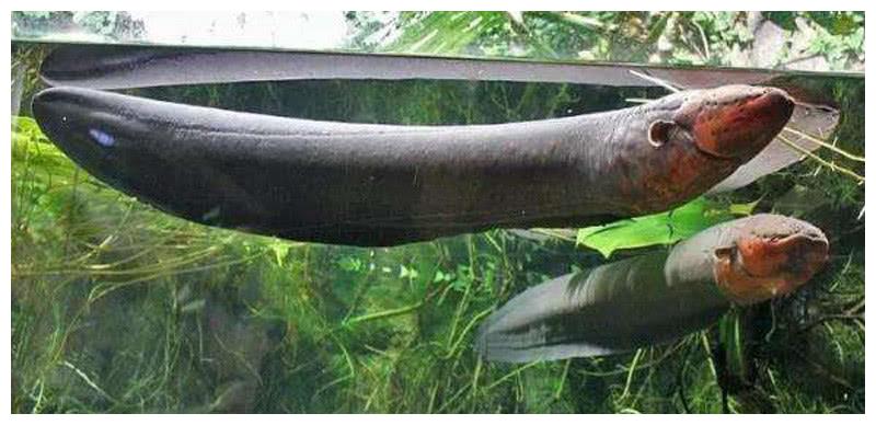 为什么人们不敢在亚马逊河游泳,亚马逊河多可怕没有一座桥