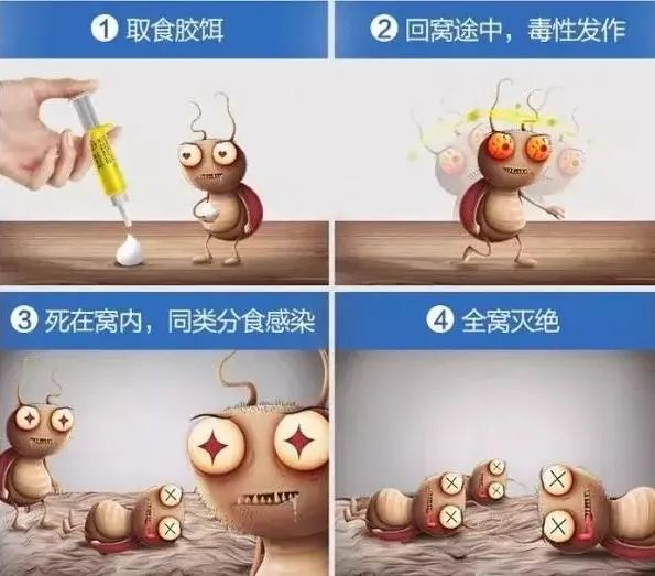 家中蟑螂怎么消灭最彻底,灭蟑王药是怎样消灭蟑螂的