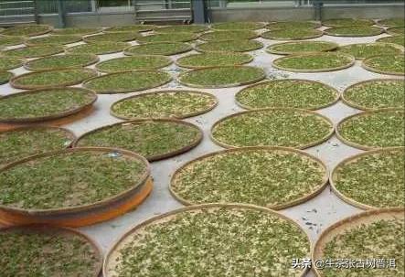 普洱茶从采摘到制作全过程,普洱生茶的制作工艺流程