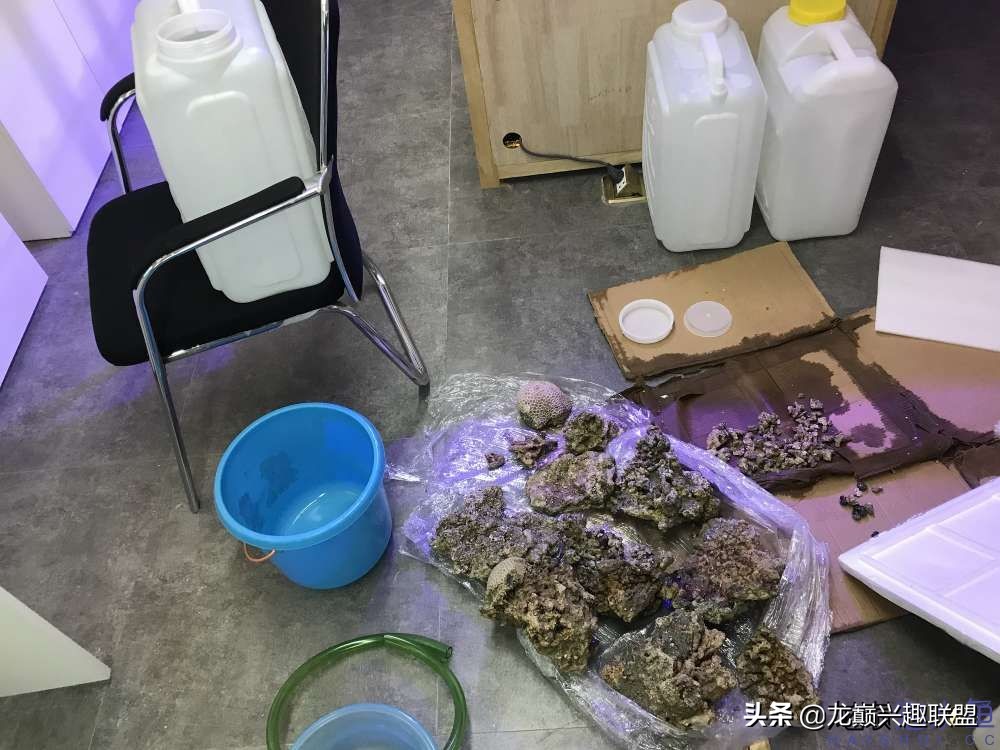 从零开始玩海缸的方法,从零开始玩海缸全过程