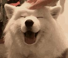 羊驼治愈案例,动物治愈焦虑