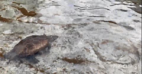 野生中华草龟捡到判几年,2只被放生中华草龟被救