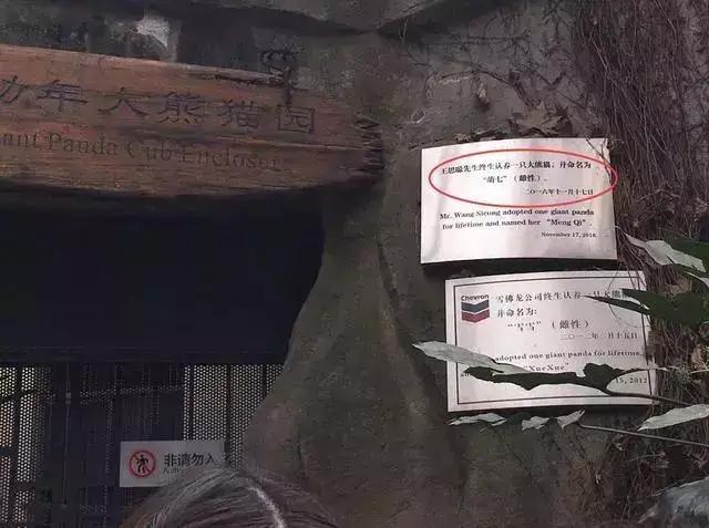 王思聪的宠物柯尔鸭,王思聪宠物猫咪