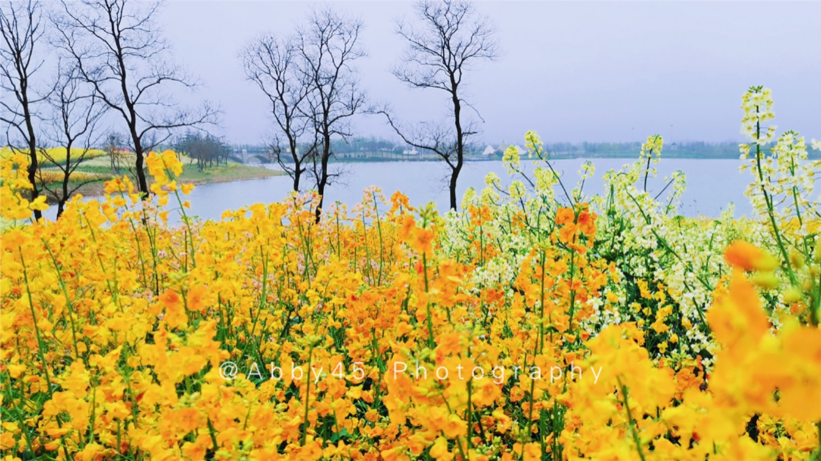 淮安四季花海,五一避开人群小众旅游地