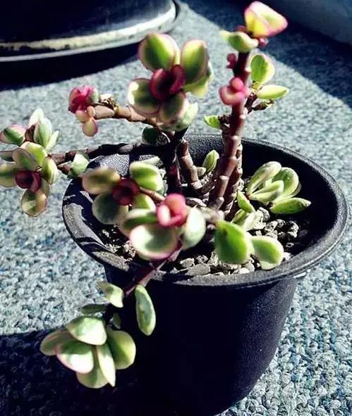 推荐轻松玩转100种常见多肉植物,700种多肉植物图鉴pdf百度云