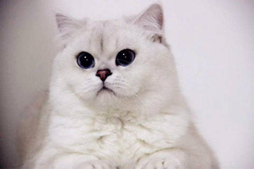 养宠物猫怎么处理大小便,猫尿血怎么管教