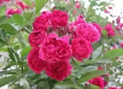 100种花的英文和花语是什么,100种花的花语以及送花礼仪分享