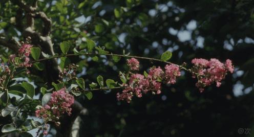 《西小河的夏天》歌曲剪辑版,西小河的夏天免费完整版