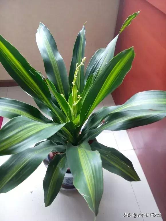 五行缺金养什么花,什么花风水命理最旺人养