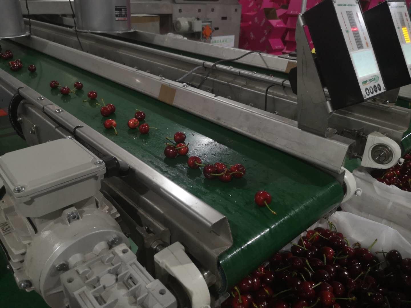 智利车厘子容易坏吗,智利车厘子为什么能放这么久