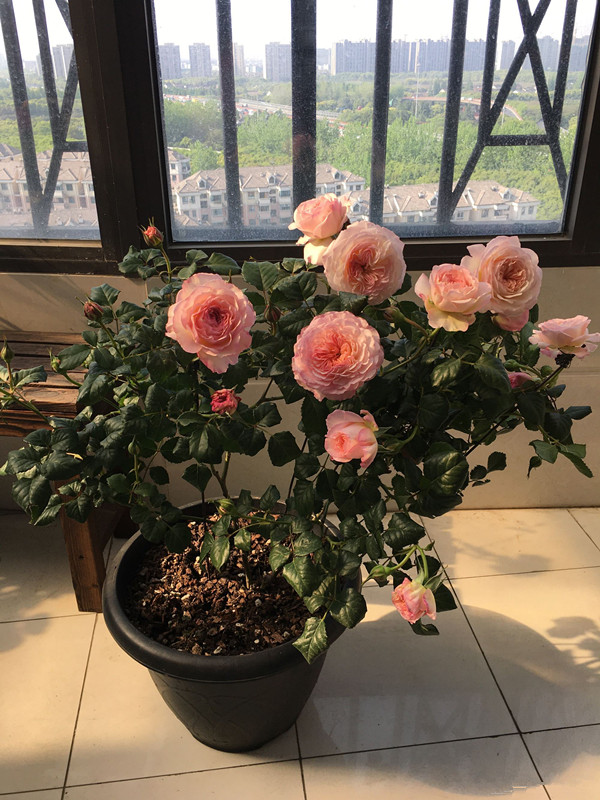 月季凯拉的优缺点,月季凯丽爆花怎么养