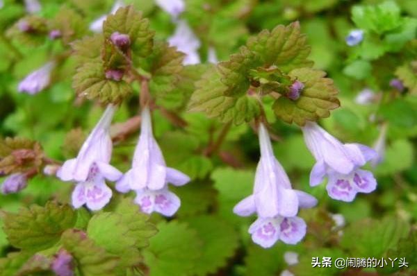 活血丹药用部分,活血丹草图片和功效
