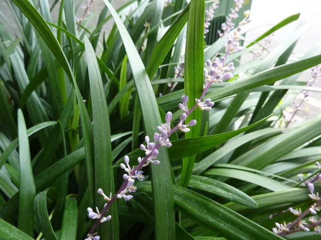 菊花在古代被古人称为什么之一,古代菊花的别称是什么