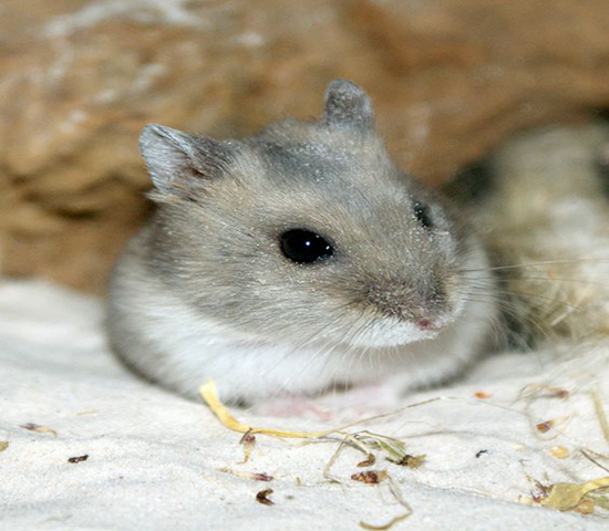 紫仓拒吃高价鼠粮，从小挑食愁坏主人，明白4点原因才能纠正