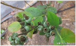 蓝莓枝枯病害图片大全,蓝莓果都有哪些病害