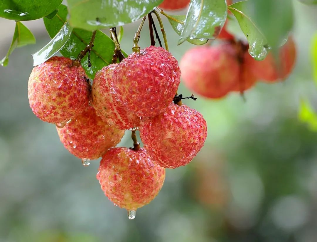 “惠阳八景”视频上线，快来感受将军故里新风采！