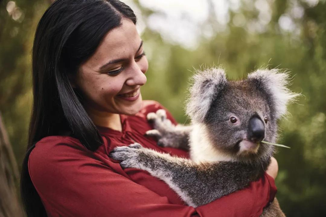 家里养考拉,养考拉的痛苦经历