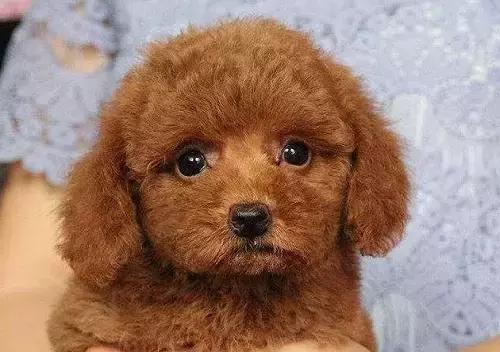 狗狗宠物知识大全集,泰迪狗狗日常应该吃哪些东西