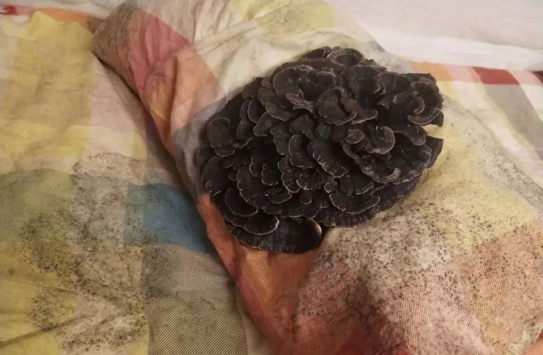 开学被褥发霉怎么办,宿舍被子受潮发霉怎么办