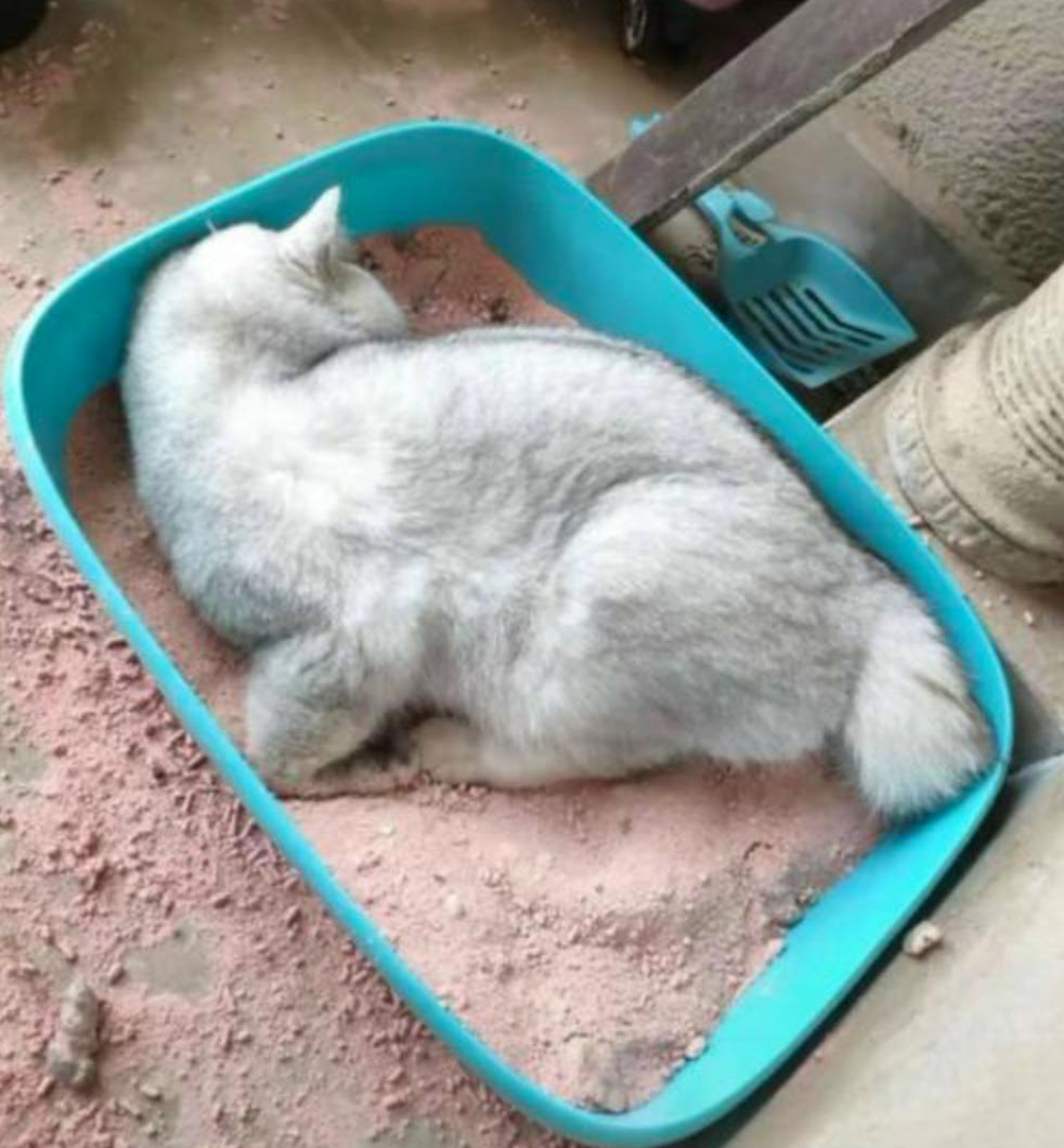 给猫留了几大盆猫粮,给猫咪留了很多猫粮