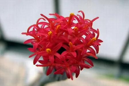 长寿花属多肉类植物,多肉类植物有哪些