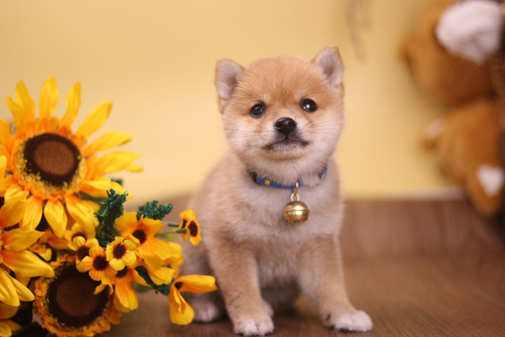 黑色柴犬和哈士奇是亲戚关系吗？纯种黑柴怎么挑？