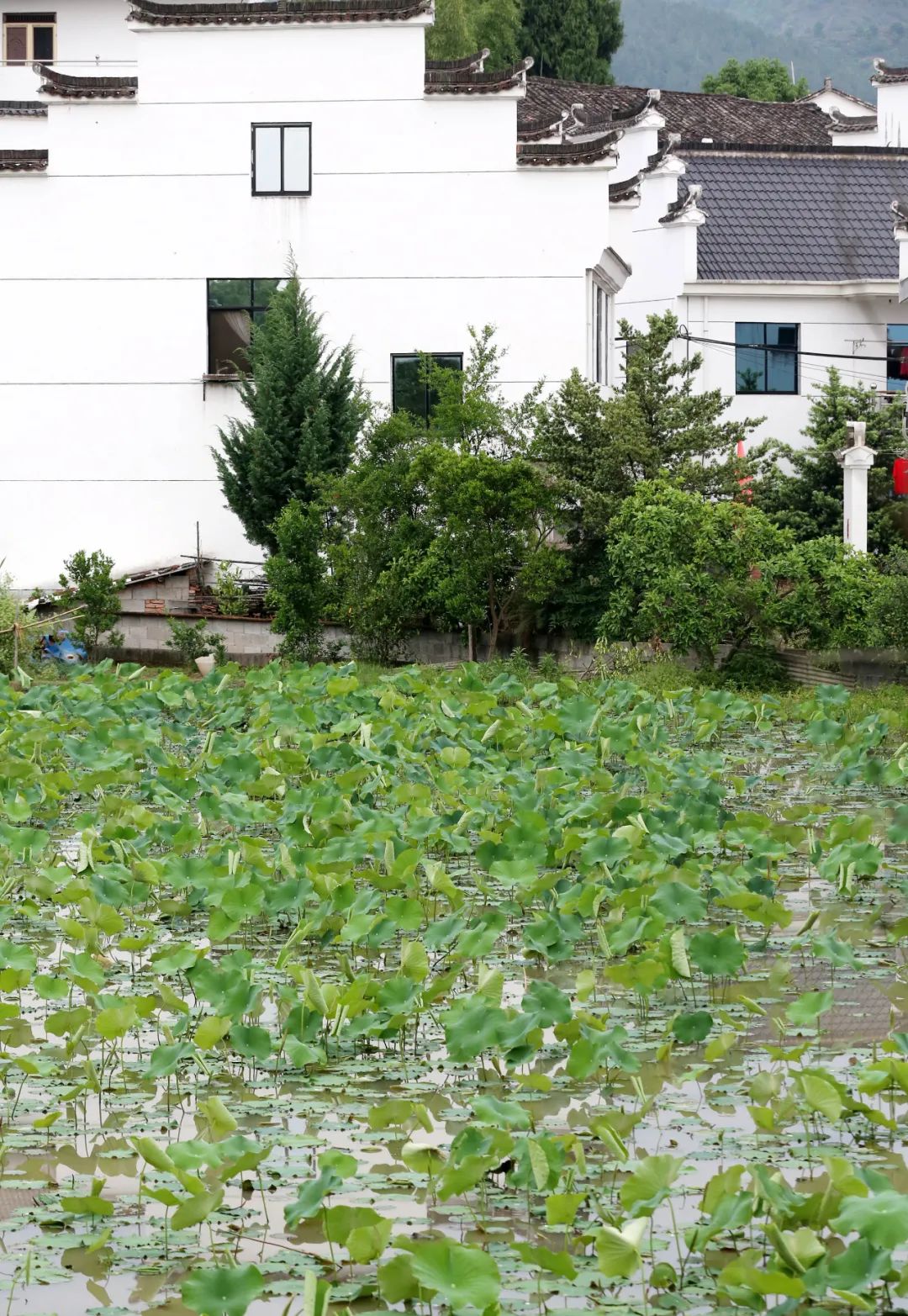 夜新叶，新叶夜，夜夜夜夜夜！唱吧醉仙居，探秘奶茶吧，茶憩戏曲馆，漫步烟花巷……每周六晚