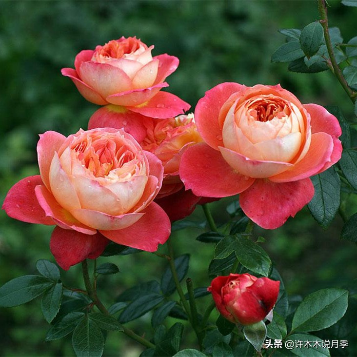 前一段时间买的月季不开花怎么办,月季不开花怎么区分开花颜色