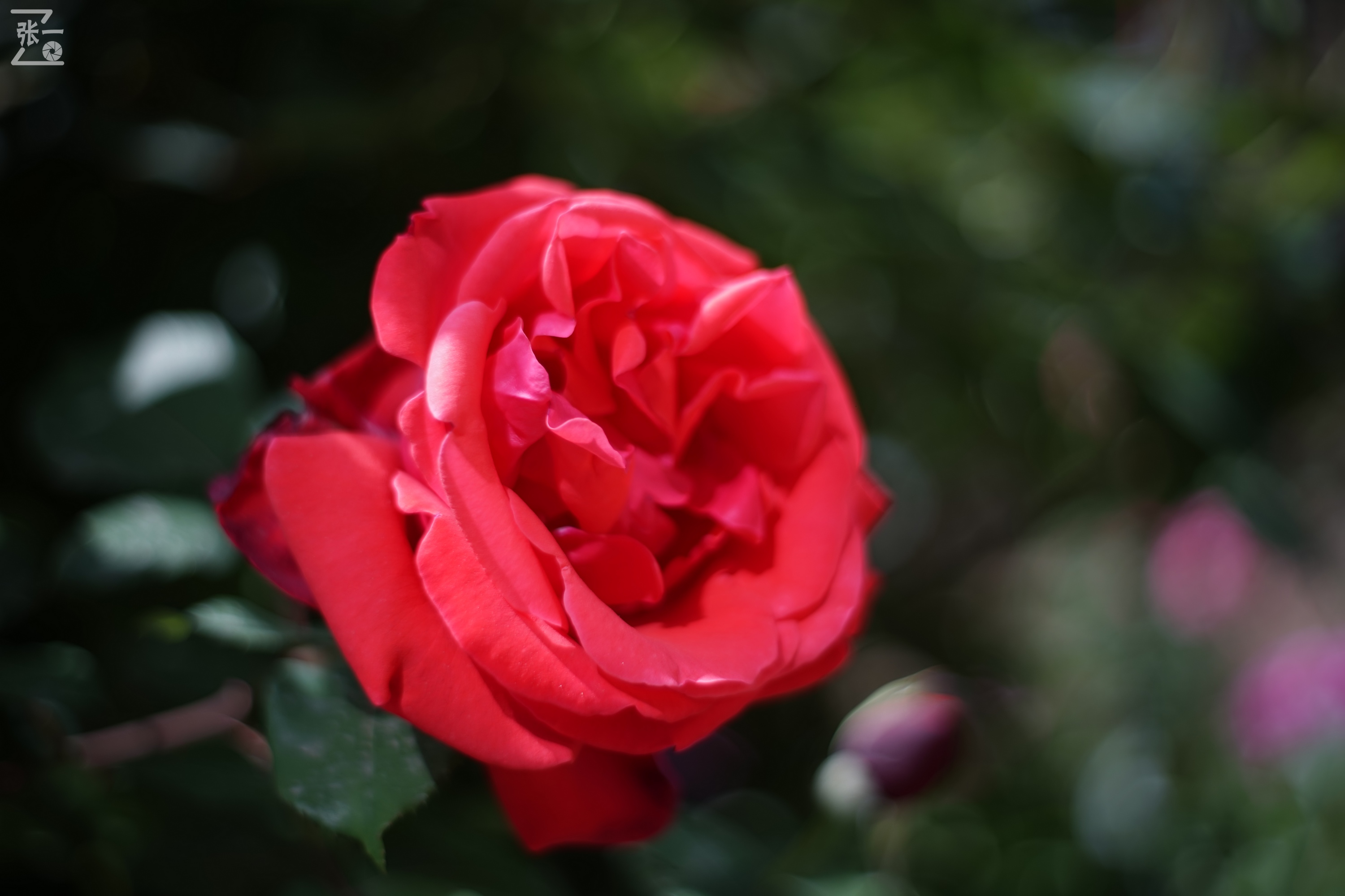 凤凰国产50mm镜头,凤凰索尼e口镜头